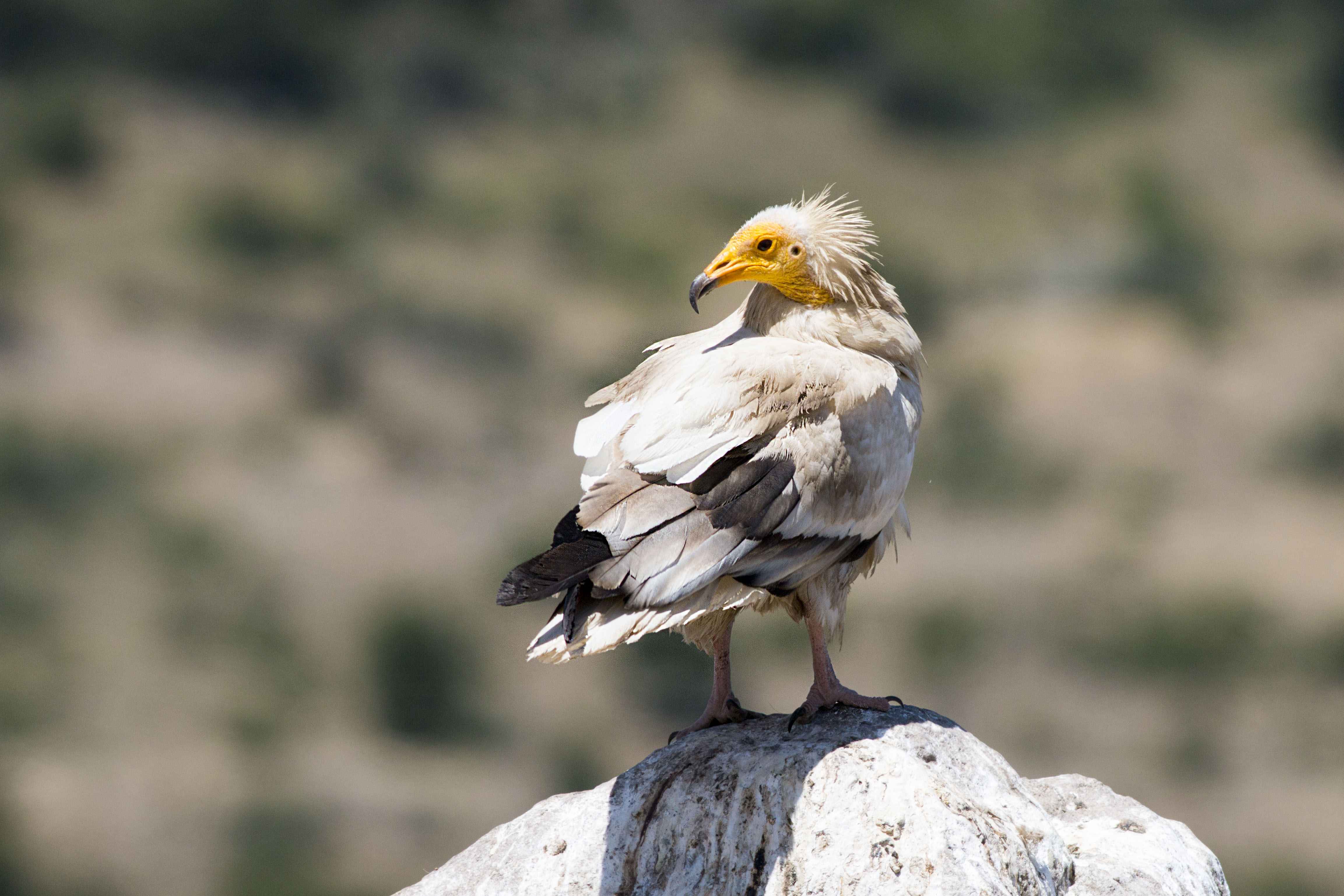 Egyptian Vulture